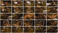 Manurefetish (Betty) - Farmer Girl Betty's Messy Mistake [HD 720p] (5.02 GB) - ScatSlave